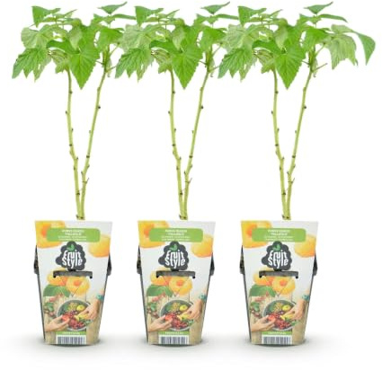 GreenboutiQ - Obstpflanzen - Himbeere - Rubus idaeus Fallgold - Winterhart - 3 Pflanzen - Topf 9 cm - Gelbe Himbeere