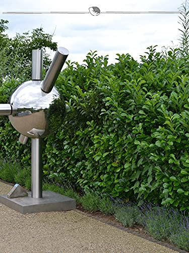 Großblättriger Kirschlorbeer 40-60 cm IM TOPF. 75 Lorbeerkirschen. Heckenpflanze