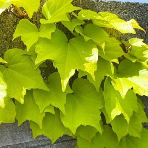 Vite americana, rampicante - Vite americana prodotti sostenibili balcone con giardino di giardino resistenti in vaso Decorazione con 400semi
