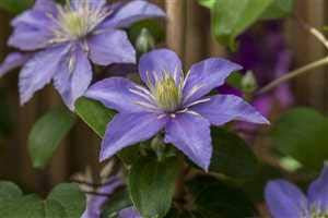 Clematis Hybride 'Justa' Waldrebe Kletterpflanze im Topf gewachsen (60-100cm)