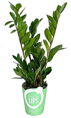 PLANTA NATURAL ZAMIOCULCA 70CM M17 PLANTA NATURAL PERFECTA PARA INTERIOR