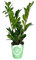 PLANTA NATURAL ZAMIOCULCA 70CM M17 PLANTA NATURAL PERFECTA PARA INTERIOR