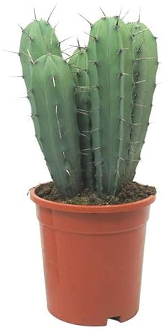Exotenherz Cactus myrtillocactus géometrizans bleu acier - Cactus colonne - Pot de 17 cm