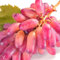 Weinreben kaufen winterhart zwiebeln,winterhart,klettererdbeeren Pflanzen,vitis vinifera weinrebe,Weintrauben Pflanzen Kernlos winterhart Süße,trauben pflanzen,tafeltraube.-2 zwiebeln-I