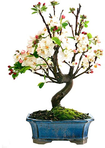 Bonsái Malus Planta Natural para Exterior e Interior Bonsái Manzano de Calidad Genera Frutos en Temporada