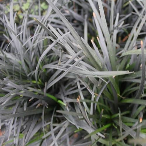 6x Schwarzblättriger Schlangenbart - Ophiopogon Planiscapus ‘Niger’ - Topf 9x9cm
