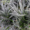 6x Schwarzblättriger Schlangenbart - Ophiopogon Planiscapus ‘Niger’ - Topf 9x9cm