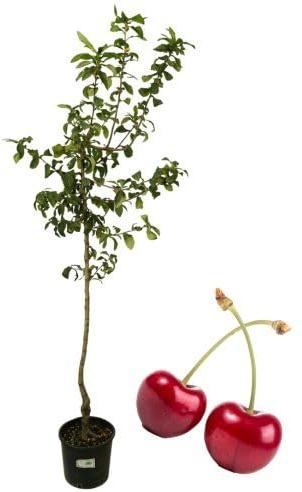 P. Piantine da Orto | Ciliegio Bigareau Moreau, Pianta in Vaso Diametro 22 cm, Pianta da Frutto in Vaso, Pianta Vera da Esterno, Giardino o Vaso in Terrazza, Vivaio Italiano