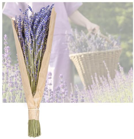 Lavendel getrocknet im Bund - Bio Trockenblumen 40-50cm, duftenden Lavendelblüten Deko Blumen Strauß oder Trockenblumen Kranz etwa 250 Stängel getrockneter Lavendel (1)