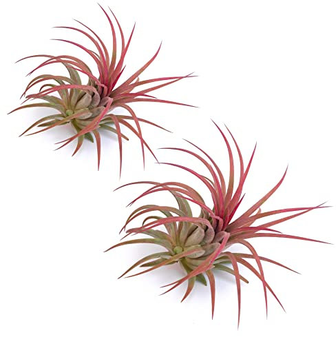 PLANDAIRE - Piante Tillandsia Vera Sospesa Ionantha Rosa - Piante Aeree Vive Colore Rosso Intenso - Pianta Figlia del Vento Pianta Vera Da Interno - Air Plant - Piante da Casa tillandsias Red (2)