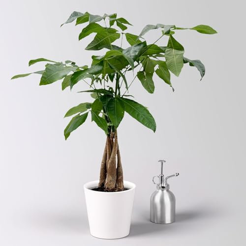 Glückskastanie, inkl. Keramiktopf Dallas weiß, Topf-Ø 12 cm