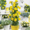 100 Stück Mandevilla Sanderi Samen, Dipladenia Pflanze, Mandevilla Laxa Blumensamen, Winterharte Kübelpflanzen, Klettern Mandevilla Saatgut, Bonsai Blumen Samen für Garten und Balkon (Gelb)