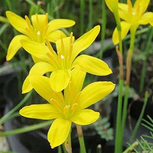FStening 6 Pezzi Zephyranthes Bulbi Perenni Gialli Luminosi Facili Da Piantare Giglio Di Pioggia Adatto Per Essere Posizionato Nel Corridoio Della Camera Da Letto è Splendidamente Decorazioni