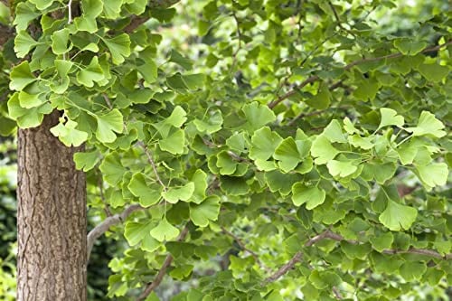 Fächerblattbaum Ginkgo biloba 80-100 cm Zierbaum winterhart | Robuste Gartenpflanze, dekorative Fächerblätter, ideal für Beet und Kübel, sonniger bis halbschattiger Standort