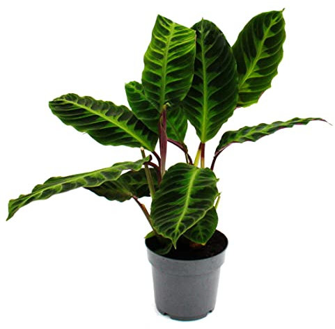 Exotenherz - Planta de sombra con hojas aterciopeladas y gran dibujo - Calathea warscewiczii - Marante de terciopelo - Cesto - Maceta de 14 cm - 40-50 cm de alto