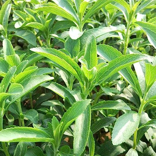lamphle Stevia Rebaudiana Samen natürliche süßere Pflanze Hausgarten Balkon Bonsai Dekor Blume Obstbaum Gemüsesamen Stevia-Samen 400 STÜCKE