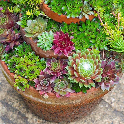 GardenersDream 20 x Sempervivum Plants in Pots - Live Air Purifying Indoor Plants - Indoor Succulent Mix for Desks and Shelves - Beautiful Gifts for Plant Lovers (5-15cm, incl. 5.5cm Pot)