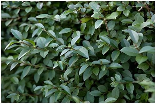 Stauden Gänge 100 x Ligustrum lucidum (Gehölz/Heckenpflanze/Winterhart/Mehrjährig/Immergrün) Glänzender Liguster - Immergrün und majestätisch in jeder Jahreszeit - toller Duft