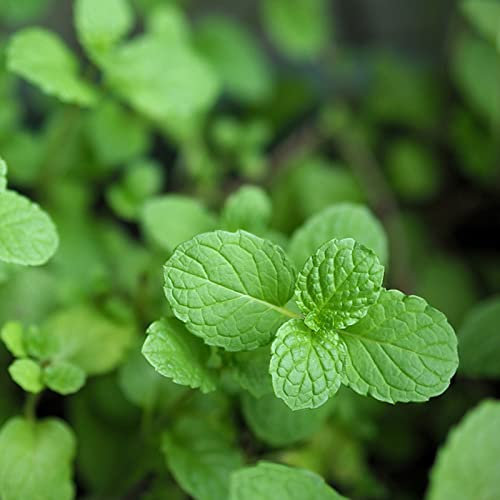 Haloppe 100 piezas de semillas de plantas para la plantación de jardines en el hogar, semillas de menta, mezcla de fragancia perenne, semillas de albahaca y menta para el jardín Semillas de menta