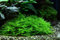 Tropica 1-2-GROW! Stachelmoos/Taxiphyllum spec. Spiky-Moss