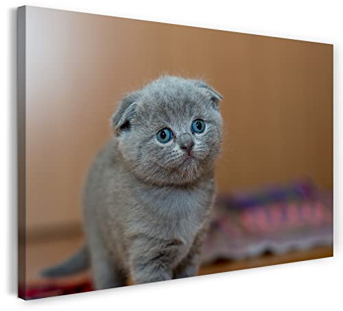 Printed Paintings Leinwand (100x70cm): Baby-Katze Schlappohren grau Kartäuser Tier-Bilder Katze s