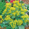 Frauenmantel Thriller/Silbermantel Thriller - Alchemilla mollis - anspruchsloser, schattenverträglicher Bodendecker - 1 Pflanze im 3 Liter Topf von Garten Schlüter - Pflanzen in Top Qualität