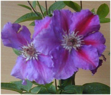 Waldrebe Clematis Myojo 80 cm hoch im 3 Liter Pflanzcontainer
