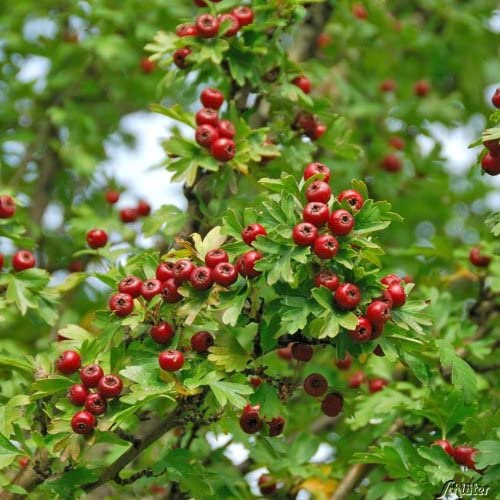 GARTEN SCHLÜTER® Eingriffeliger Weißdorn