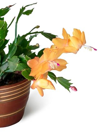 Christmas Cactus - Yellow 'Lime Light Dancer' - 1 x Full Plant in 13cm Pot - Indoor Plants - Indoor Christmas Cactus Plants - Cactus - Cactus Plants - Christmas Cactus Plants - Premium Plants