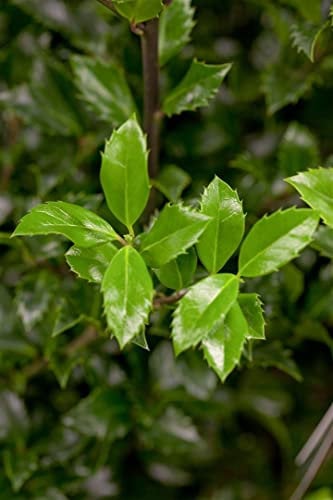 Ilex meserveae 'Heckenstar' 40-50 cm - Stechpalme, immergrün, ideal für Hecken, winterhart, pflegeleicht, schnittverträglich