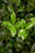 Ilex meserveae 'Heckenstar' 40-50 cm - Stechpalme, immergrün, ideal für Hecken, winterhart, pflegeleicht, schnittverträglich