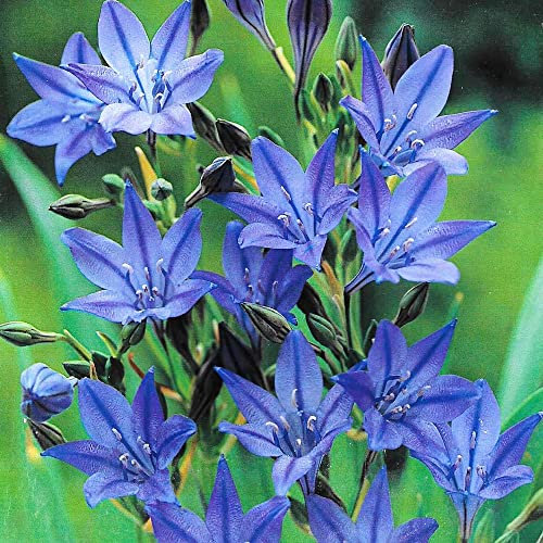 25 x Triteleia Koningin Fabiola – Violet Blue Starflowers – Creates Fantastic Cluster Display – Summer Flowering Bulbs – Perennial – for Your Beautiful Garden