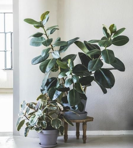 5pcs Green Ficus Elastica Rubber Tree Seeds