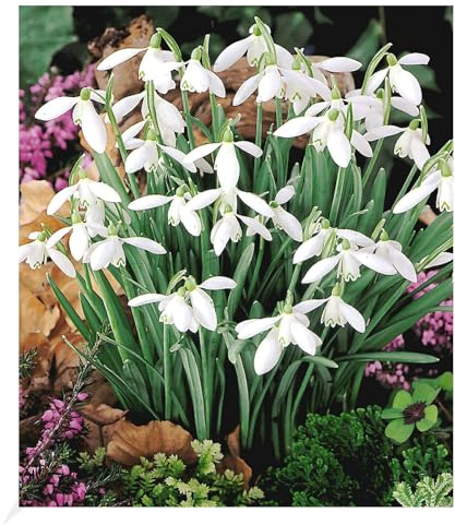 BALDUR Garten 40x Schneeglöckchen, Zwiebeln mit Umfang 5-6 cm | Blumenzwiebeln, pflegeleicht, blühend, Galanthus nivalis, zarte und duftende Blütenköpfe, winterhart, mehrjährig