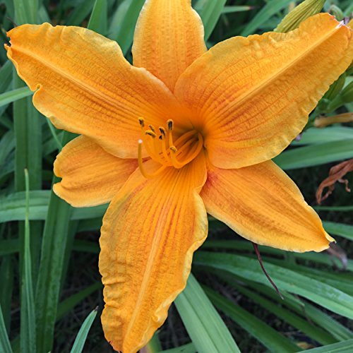 Blumixx Stauden Hemerocallis Hybride 'Burning Daylight' - Taglilie im 1,0 Liter Topf orange blühend