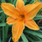 Blumixx Stauden Hemerocallis Hybride 'Burning Daylight' - Taglilie im 1,0 Liter Topf orange blühend