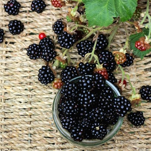 semillas de mora silvestre árboles frutales columnares zarzamora semillas de bonsái árboles de jardín resistentes Plantas en maceta resistentes al aire libre plantas raras semillas 350pcs
