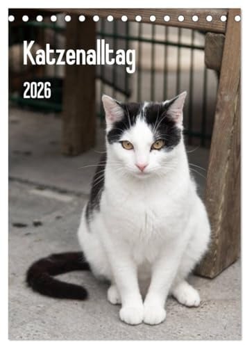 Katzenalltag 2026 (Tischkalender 2026 DIN A5 hoch), CALVENDO Monatskalender: Dieser Kalender zeigt die Welt der Katzen die im Tierheim leben! (CALVENDO Tiere)