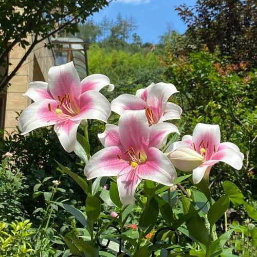 10 pcs lilien zwiebeln kaufen - Lilium brownii - blumenzwiebeln mehrjährig winterhart, ostern geschenke riesenlilien baumlilien winterhart knollen garten hochbeet, exotische pflanzen