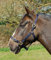 Rhinegold 30 DE Nylonhalfter-Cob-Navy