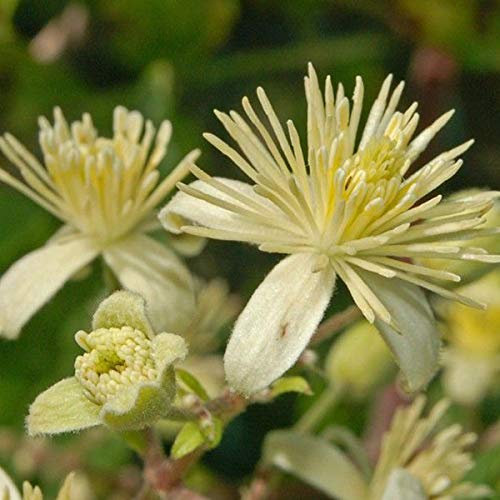 Clematis Vitalba - Waldrebe 50-60 cm Pflanzcontainer