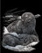 Royal & Langnickel - Kratzbild Seehund & Babys, Silber, Kratzbilder für Kinder und Erwachsene, mit Kratzstift und Vorlage