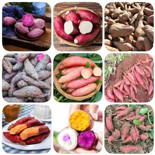 200 pcs Süßkartoffel Samen Bio, Süßkartoffeln, deko pflanzen gemüsebeet Ipomoea batatas, gemüsesaat pflanzenkübel büropflanzen zimmerpflanze bio saatgut gartenkräuter pflanze topfpflanzen