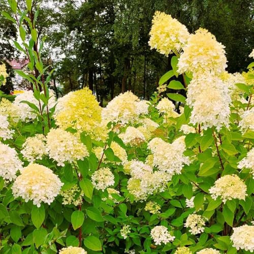 Hortensia jaune crème 2L - Très belle floraison longue et luxuriante