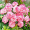 2000 Stück Nelkensamen, Samen der Nelke, Pflegeleicht & Winterhart Blumensamen, Balkonpflanzen für Sichtschutz, Blumenwand und Terrasse​, Ideale Garten Pflanzen, Balkon Pflanzen (Rosa Weiß)