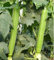 (Luffa-Samen, Luffa-Samen, Schlangenkürbis), 10 Stück