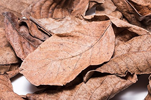 Nano Walnuss Laubblätter (braun), 20 Blätter - Garnelen, Wasserschnecken, und Krebsfutter