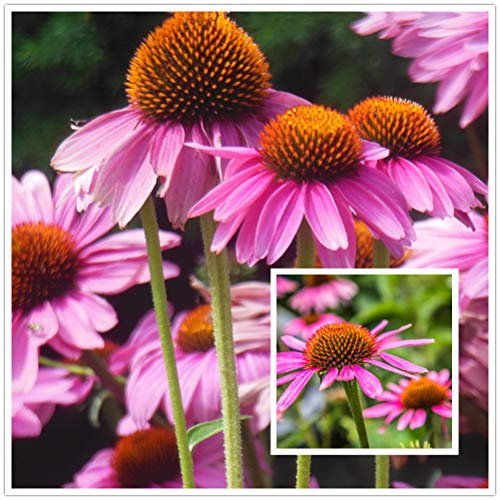 hua xian zi Echinacea Purple Echinacea Flower Seeds - 2000 Samen