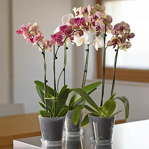 Euro3plast Clivo Greener Orchideentopf mit Untersetzer transparent 3 Größen zur Wahl aus recyceltem Kunststoff (14 cm)