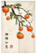 Surwin Rideau de Porte Japonais Long Tapisserie Noren en Lin, Kaki Fruit Fenêtre Rideaux Panneau Tenture Tapisserie Décoration pour Cuisine Chambre Maison (85x90cm,Branches)